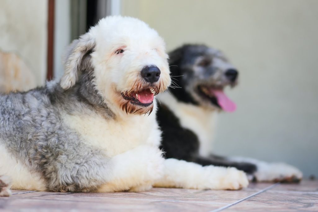 犬の吠え ダイエットの失敗 三項随伴性を知れば行動の疑問がとける 大阪 堺市 犬の行動心理 犬のしつけ Ohana Relationship